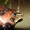 Malayan Box Turtle  Cuora amboinensis