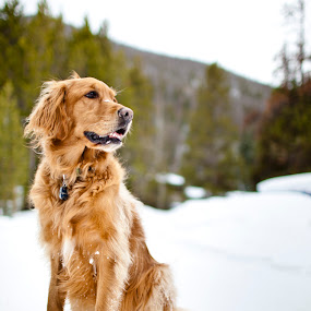 by Trevor Brown - Animals - Dogs Portraits