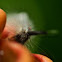 Unknown Caterpillar