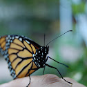 Monarch Butterfly