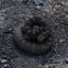 Western pacific rattlesnake