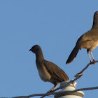 Chachalaca