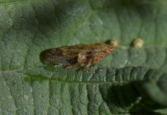 Spotting Image 1