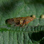 European Alder Spittle Bug