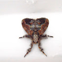 Unknown tussock moth