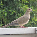 Mourning Doves