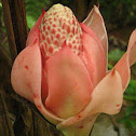Torch Ginger