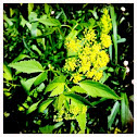 Golden Alexanders