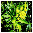 Golden Alexanders