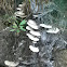 Bracket Fungus