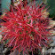 African Blood Lily