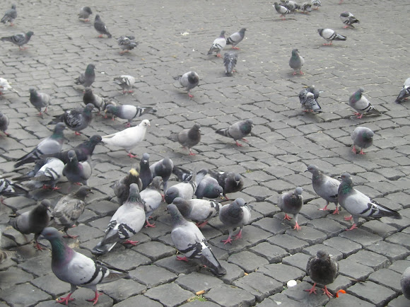 Spotting Image 1