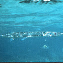 Needlefish