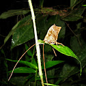 Leaf-Mimic Katydid