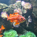 Vermilion Rockfish