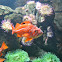 Vermilion Rockfish
