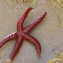 red starfish; estrella roja espinosa