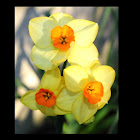 Daffodil