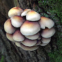 Sulfur Tuft