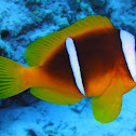 Red Sea clownfish