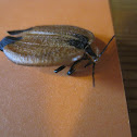 Tailed net-winged beetle