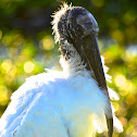 Wood Stork