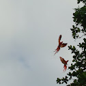 Scarlet Macaws