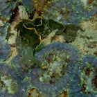 green nudi