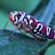 Leafhopper