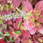 Coleus