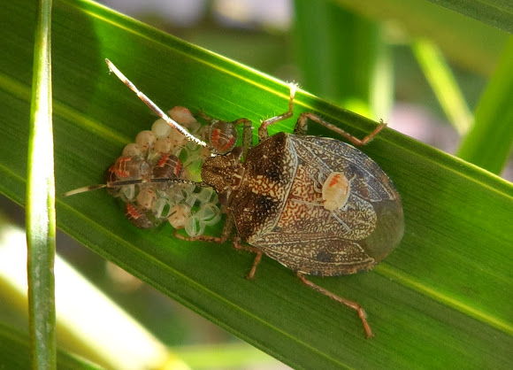 Brown Marmorated Stink Bug (Babies) Project Noah