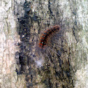 Unknown spotting