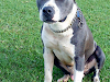 American Staffordshire Para Sato
