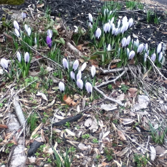 Spotting Image 1