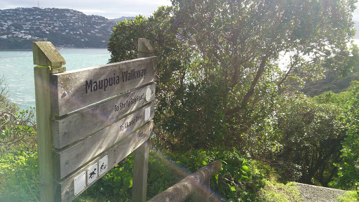 Maupuia Walkway To Shelly Bay 