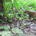 Common agouti