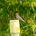 Pacific Swallow