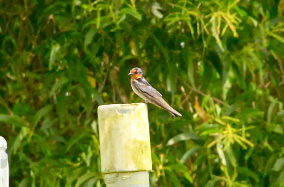 Spotting Image 1