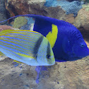 Pork Fish and Half Moon Angel Fish