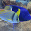 Pork Fish and Half Moon Angel Fish