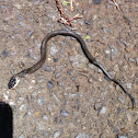 Asian Keelback
