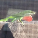 Green Anole (male)