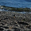 Spotted Sandpiper