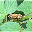 Lixini Snout Beetles (Mating)