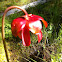 pitcher plant