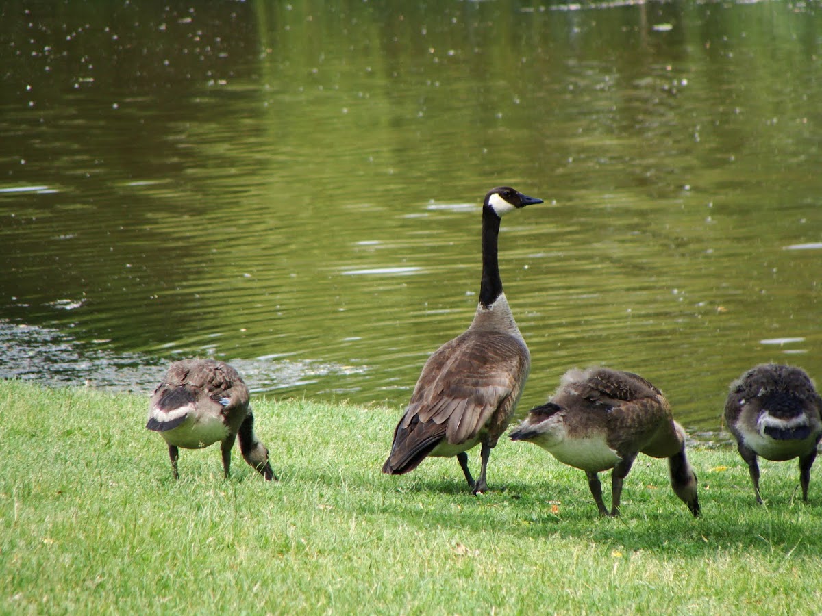 Canada Gooze