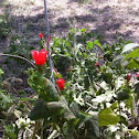 Turk's cap