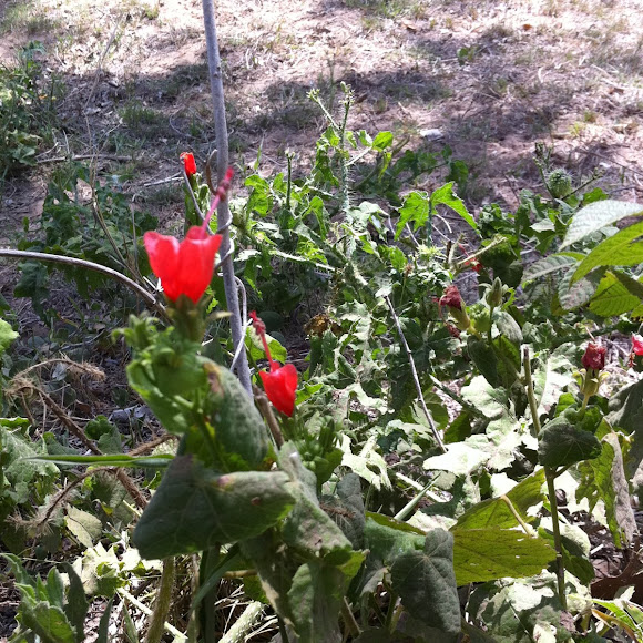 Spotting Image 1