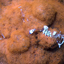 Periclimenes magnificus