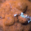 Periclimenes magnificus